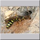 Cerceris arenaria - Grabwespe w10b 12mm beim Nestbau.jpg